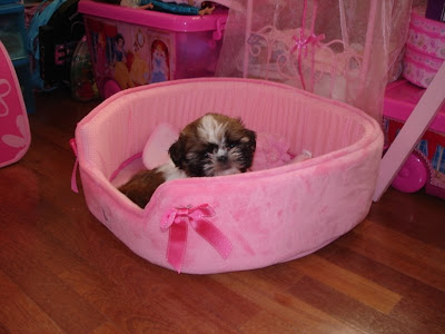 Accesorios para Perros Perla la Princesa Shih Tzu